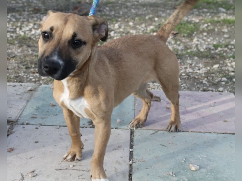 Lena, eine freundliche kleine Hündin