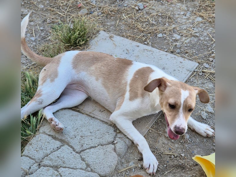 Lola - kleine Lachmaus  sucht ihr großes Glück