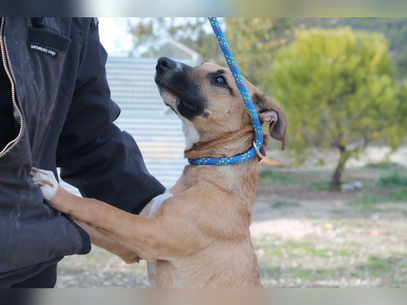 Lena, eine freundliche kleine Hündin