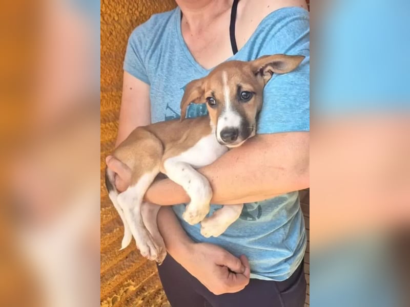 Kaiser, kleine Hundeseele sucht einen sicheren Platz zum Ankommen