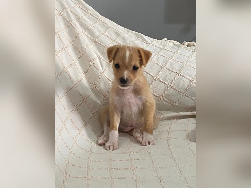 Enzo - kleiner Sonnenschein auf vier Pfoten sucht sein großes Glück