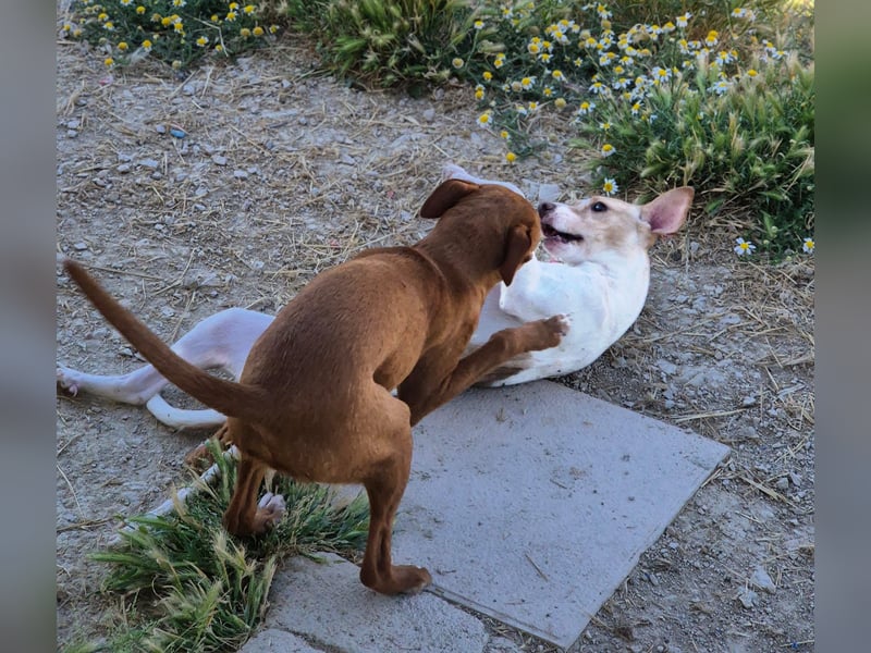 Lola - kleine Lachmaus  sucht ihr großes Glück