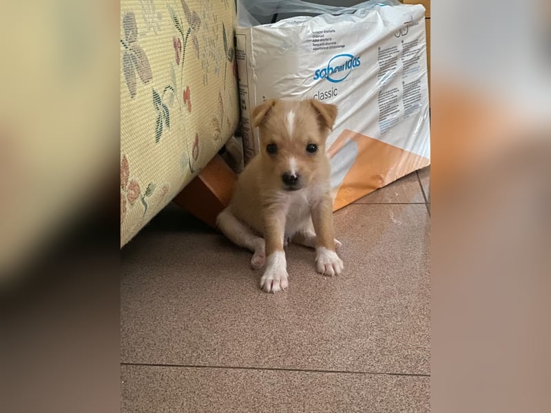 Enzo - kleiner Sonnenschein auf vier Pfoten sucht sein großes Glück