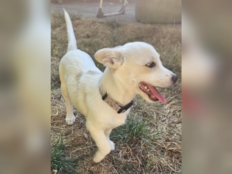 Copito sucht seine Für Immer Familie!