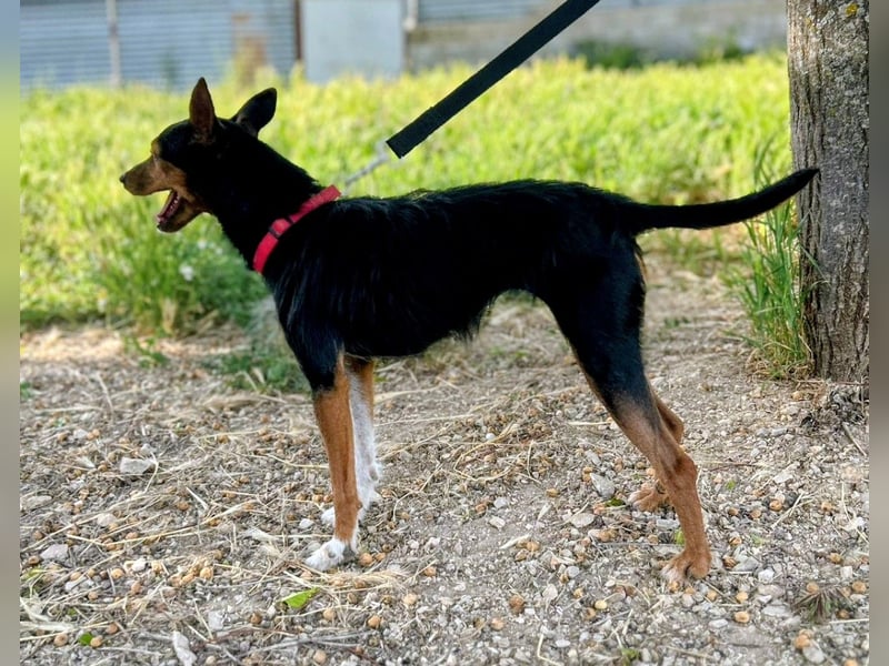 Heidi - dreifarbige Herzenshündin mit besonderem Charme sucht ihre Chance