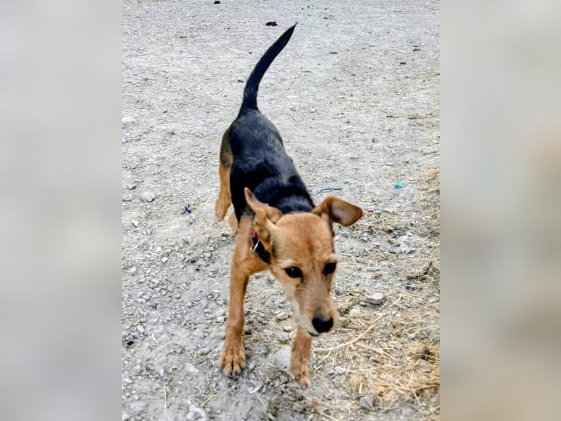 Dori ,eine kleine Frohnatur wartet auf ihr großes Glück