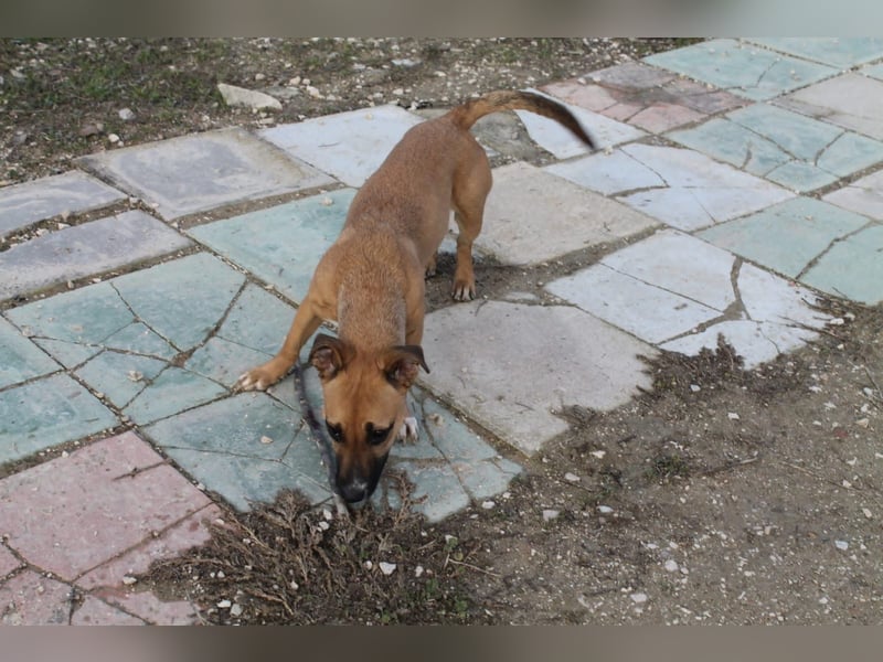 Lena, eine freundliche kleine Hündin