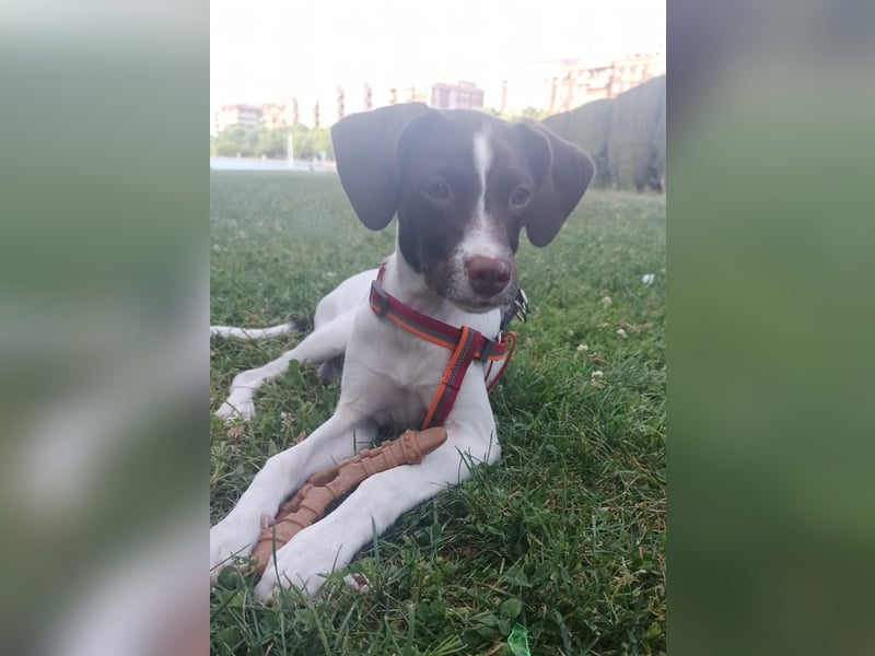 Duna - fröhliches Hundekind mit ganz viel Liebe im Gepäck