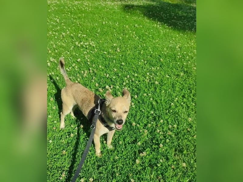 Rick, mag Katzen und Hundekumpels