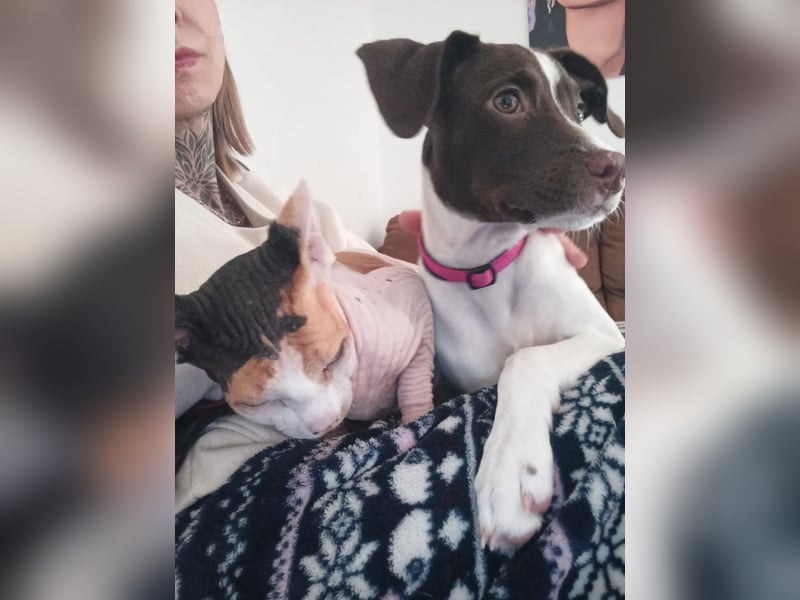 Duna - fröhliches Hundekind mit ganz viel Liebe im Gepäck