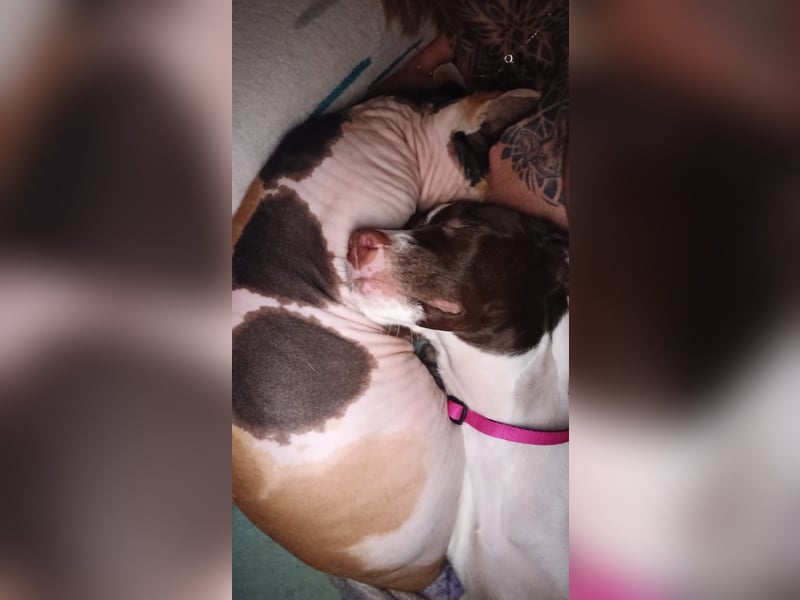 Duna - fröhliches Hundekind mit ganz viel Liebe im Gepäck