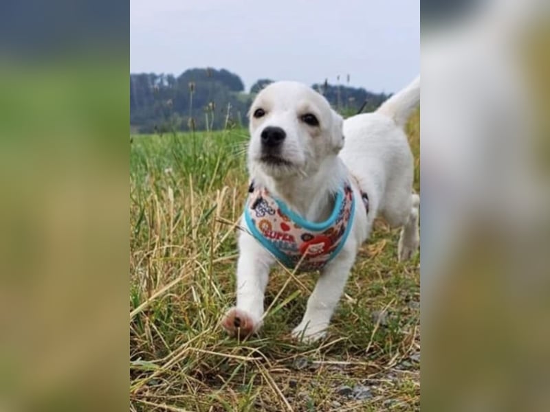 Copito sucht seine Für Immer Familie!