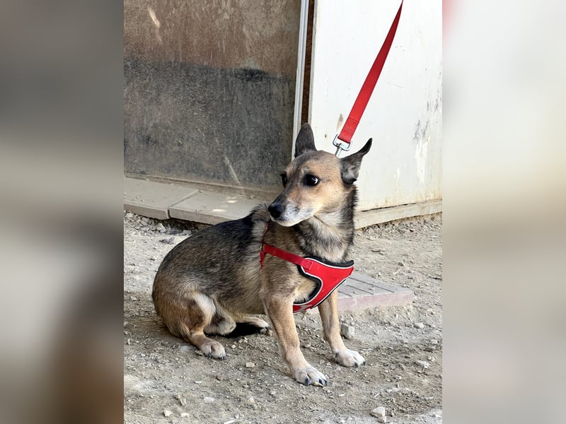 Leon, wartet seit 6 Jahren auf ein Zuhause Leon, wartet seit 6 Jahren auf ein Zuhause