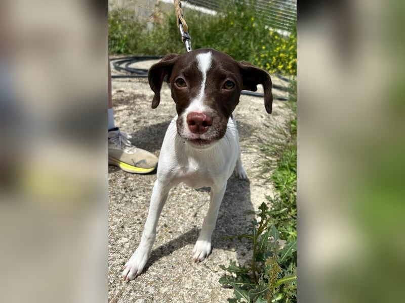 Duna - fröhliches Hundekind mit ganz viel Liebe im Gepäck