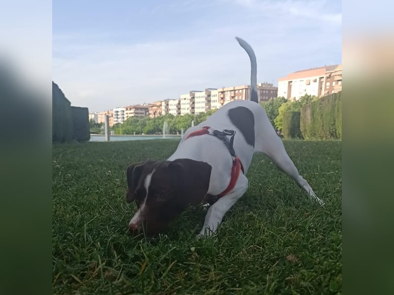Duna - fröhliches Hundekind mit ganz viel Liebe im Gepäck