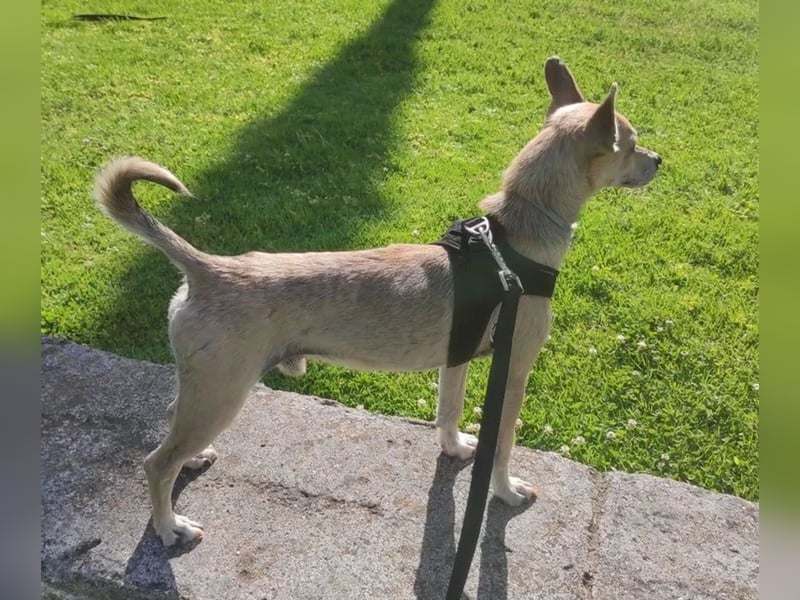 Rick, mag Katzen und Hundekumpels