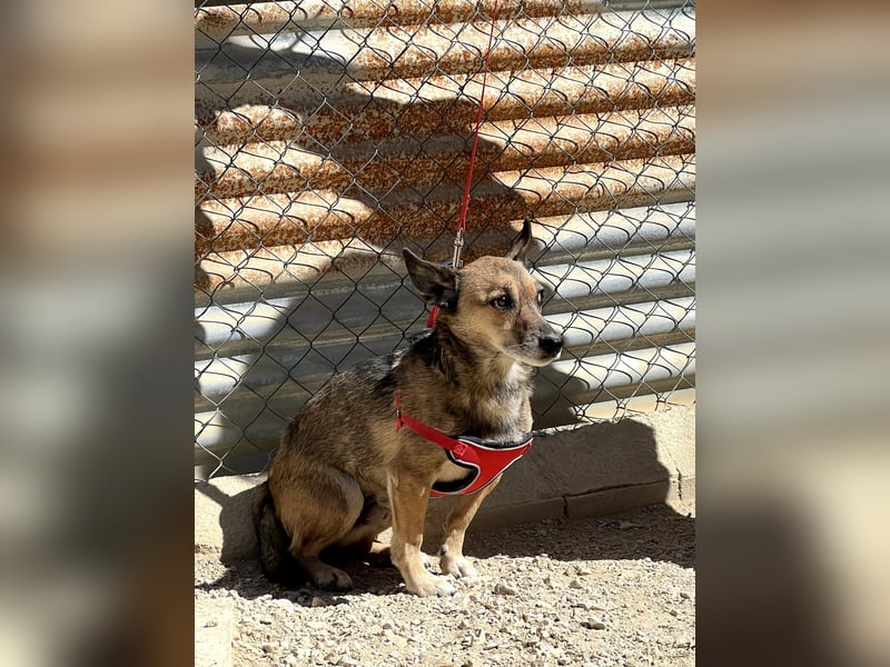 Leon, wartet seit 6 Jahren auf ein Zuhause Leon, wartet seit 6 Jahren auf ein Zuhause