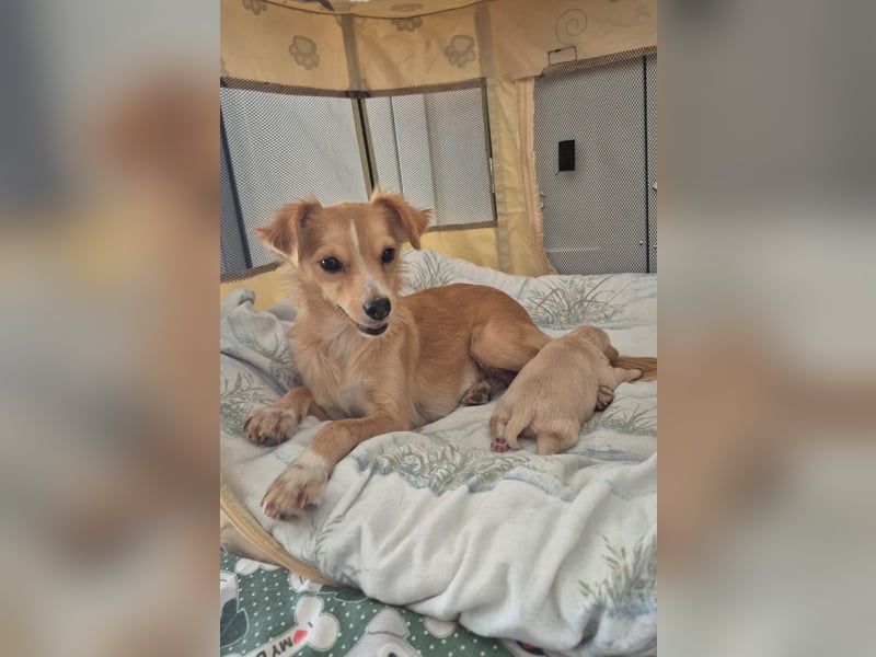 Wanda,Kleine Herzensbrecherin mit großem Mama-Herz sucht ihr Glück!