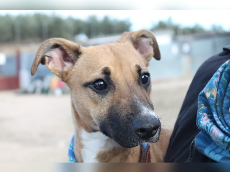 Lena, eine freundliche kleine Hündin