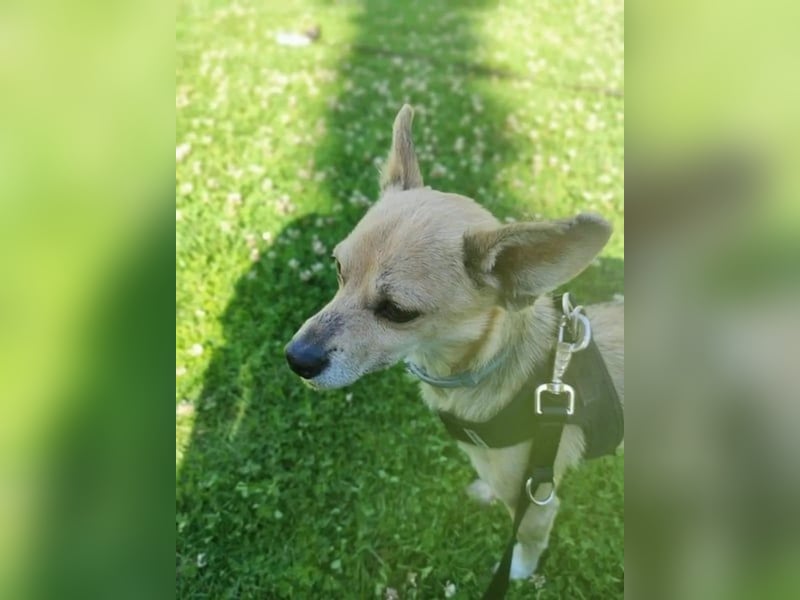 Rick, mag Katzen und Hundekumpels
