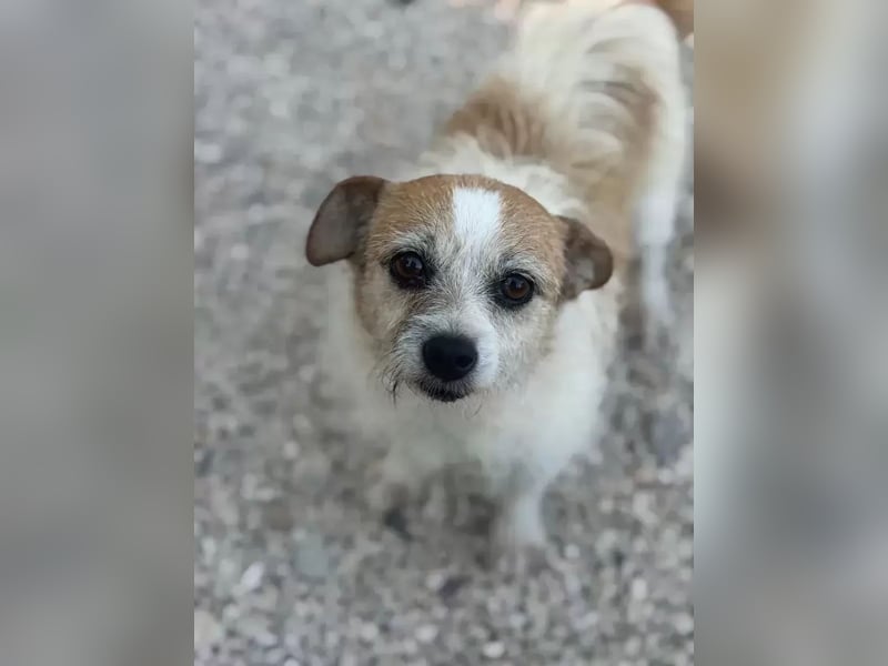 Pitufa, kleine Schlumpfine sucht ein ruhiges Zuhause