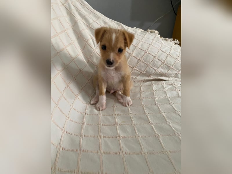 Enzo - kleiner Sonnenschein auf vier Pfoten sucht sein großes Glück