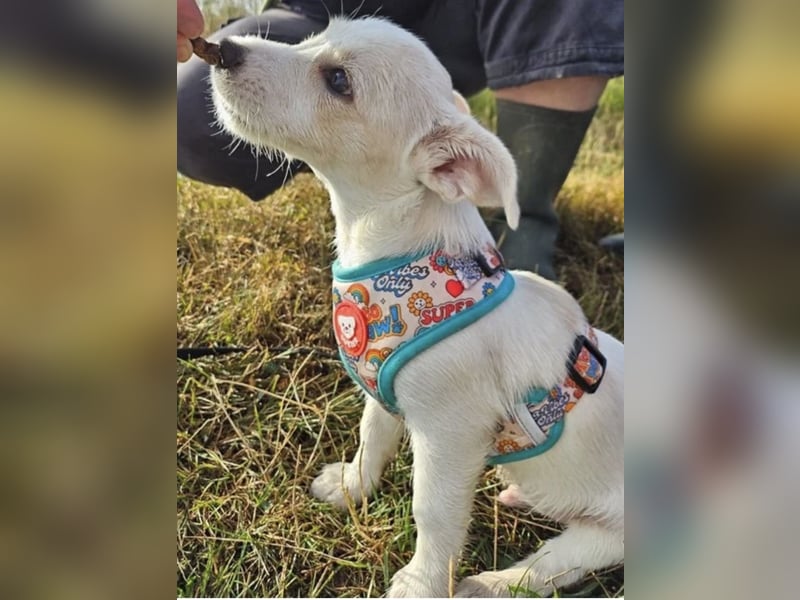 Copito sucht seine Für Immer Familie!