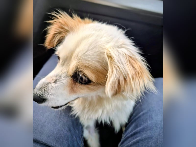 Lana ,kleine Herzenshündin mit fluffigen Öhrchen sucht dringend ihr Zuhause