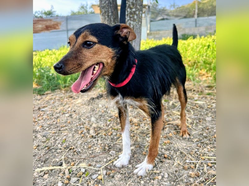 Heidi - dreifarbige Herzenshündin mit besonderem Charme sucht ihre Chance