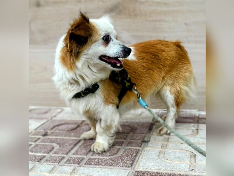 Lana ,kleine Herzenshündin mit fluffigen Öhrchen sucht dringend ihr Zuhause