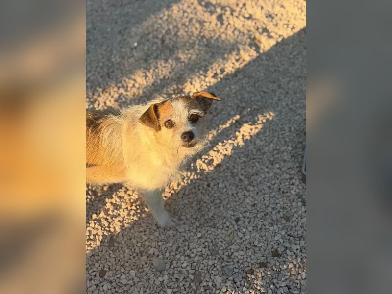 Pitufa, kleine Schlumpfine sucht ein ruhiges Zuhause