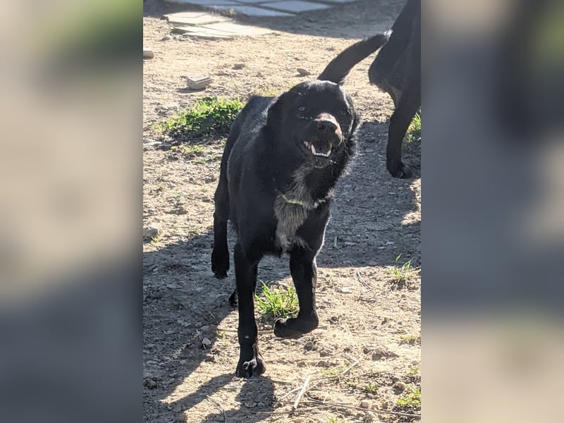 Tuno, kleiner Sonnenschein auf der Suche nach seinem Glück