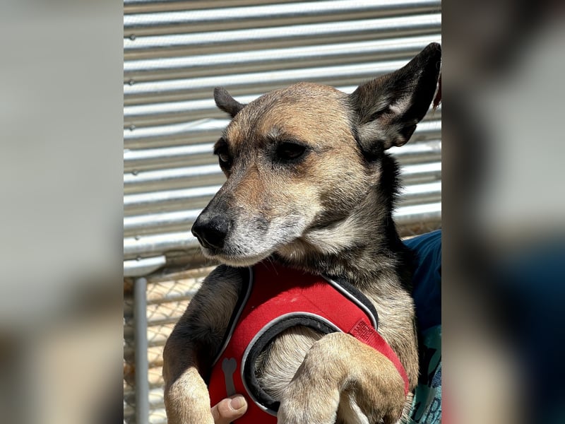 Leon, wartet seit 6 Jahren auf ein Zuhause Leon, wartet seit 6 Jahren auf ein Zuhause