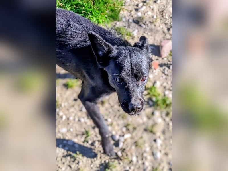 Tuno, katzenverträglicher Sonnenschein sucht seinen Platz