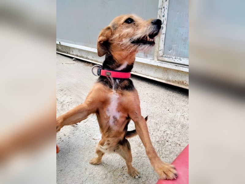 Dori ,eine kleine Frohnatur wartet auf ihr großes Glück