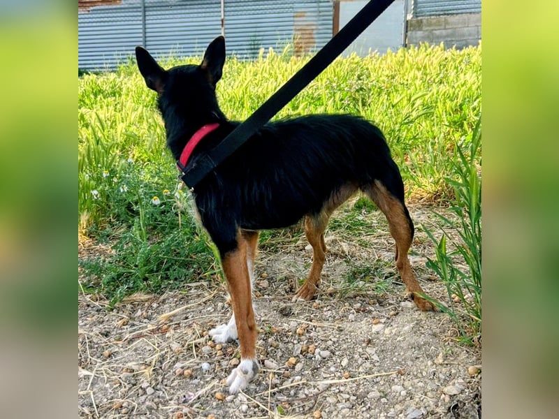 Heidi - dreifarbige Herzenshündin mit besonderem Charme sucht ihre Chance