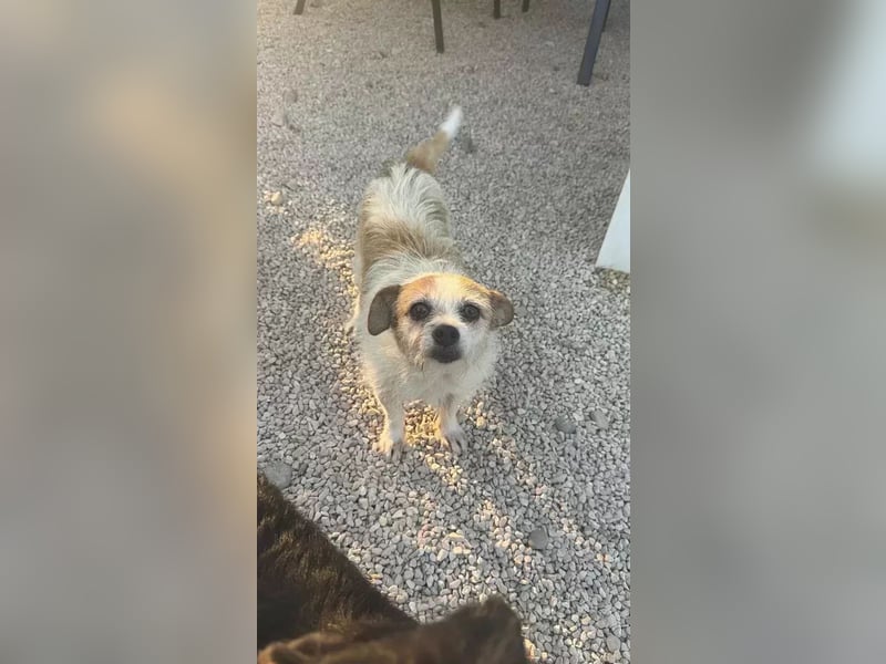 Pitufa, kleine Schlumpfine sucht ein ruhiges Zuhause