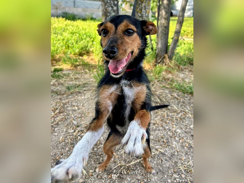 Heidi - dreifarbige Herzenshündin mit besonderem Charme sucht ihre Chance