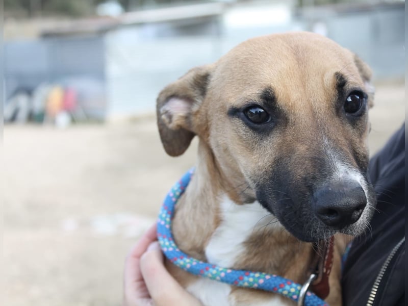 Lena, eine freundliche kleine Hündin
