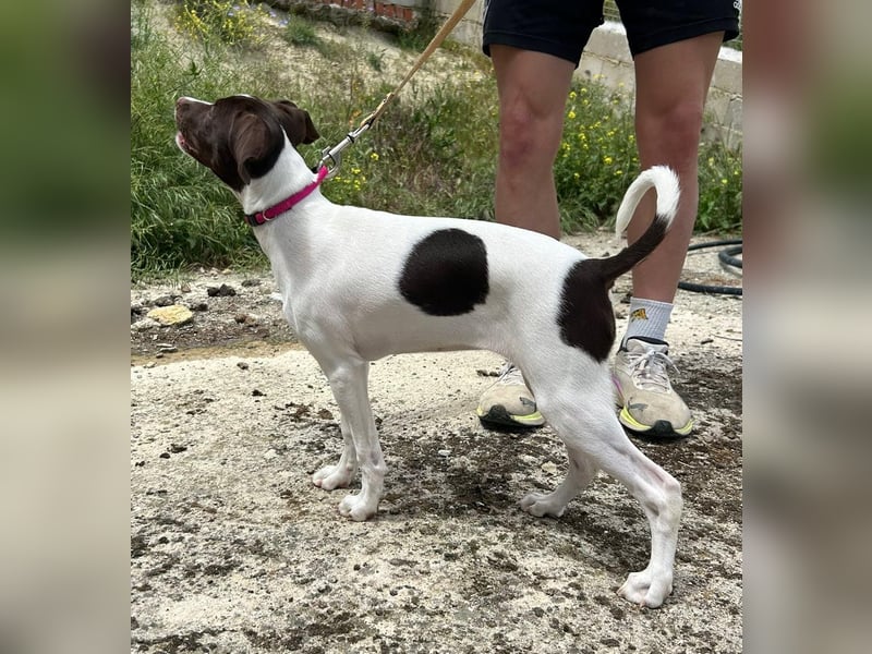 Duna - fröhliches Hundekind mit ganz viel Liebe im Gepäck