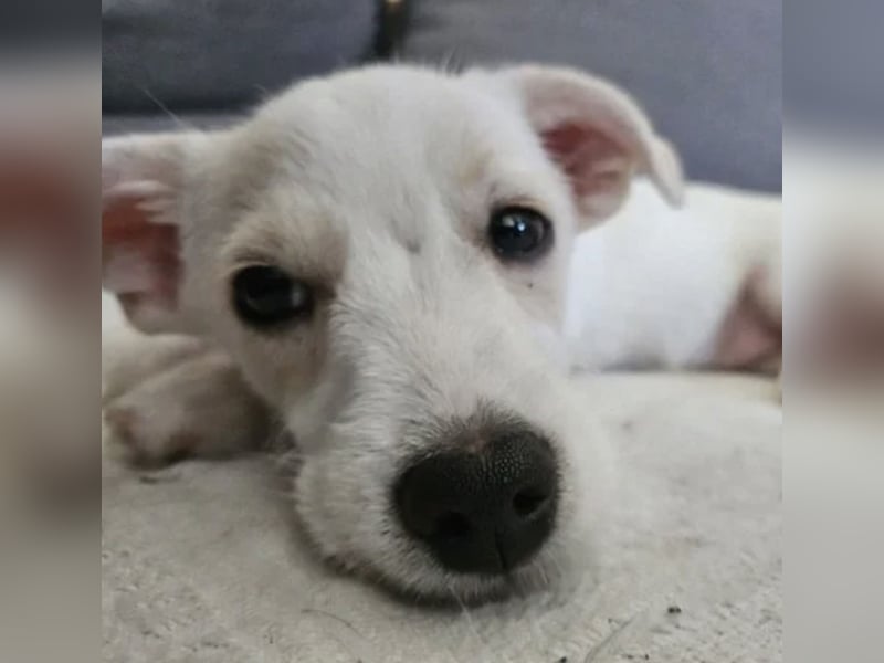 Copito sucht seine Für Immer Familie!