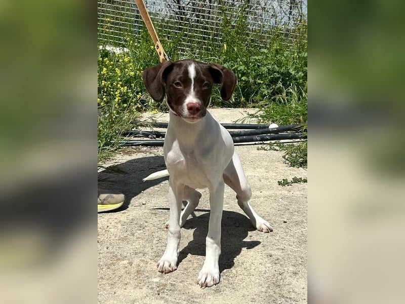 Duna - fröhliches Hundekind mit ganz viel Liebe im Gepäck