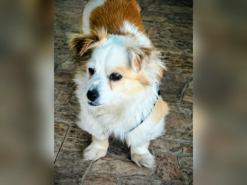 Lana ,kleine Herzenshündin mit fluffigen Öhrchen sucht dringend ihr Zuhause