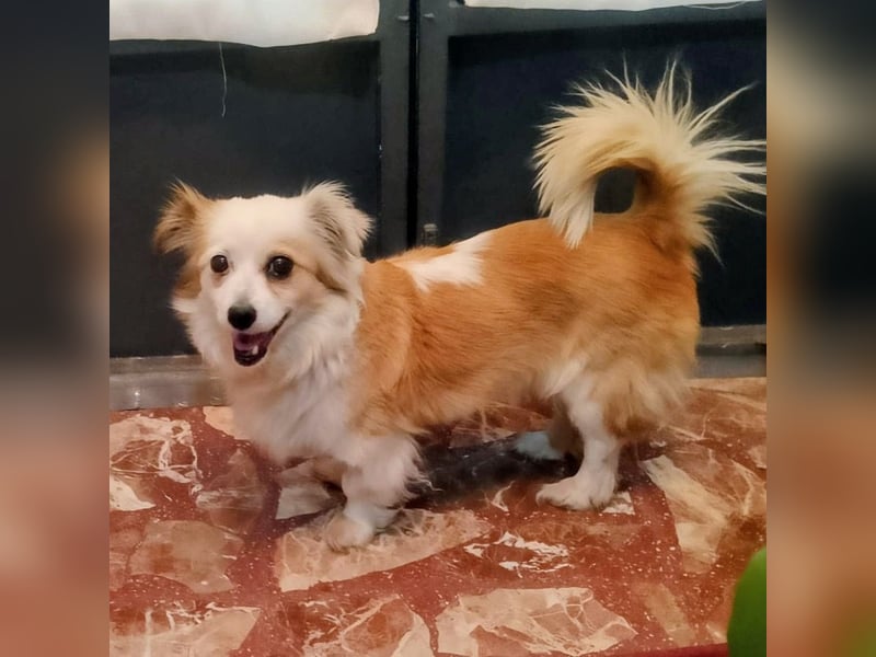 Lana ,kleine Herzenshündin mit fluffigen Öhrchen sucht dringend ihr Zuhause