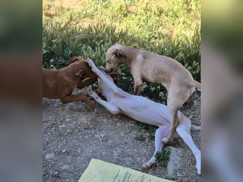 Lola, soll nicht im Tierheim aufwachsen