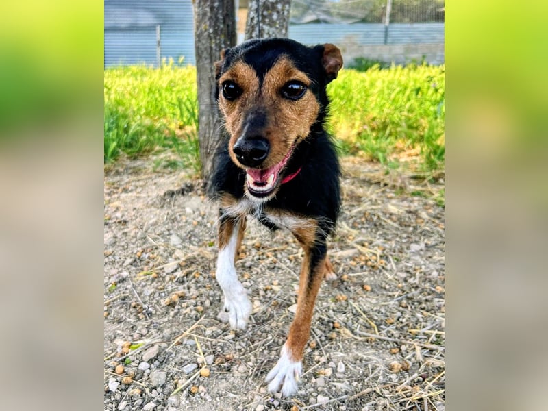 Heidi - dreifarbige Herzenshündin mit besonderem Charme sucht ihre Chance