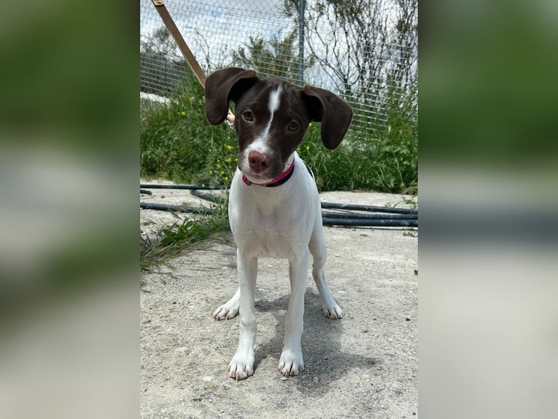 Duna - fröhliches Hundekind mit ganz viel Liebe im Gepäck