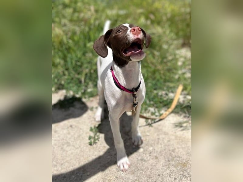 Duna - fröhliches Hundekind mit ganz viel Liebe im Gepäck