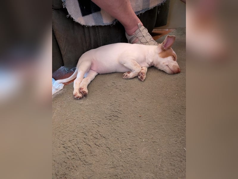 Peanut , kleines Flaschenkind sucht großes Glück