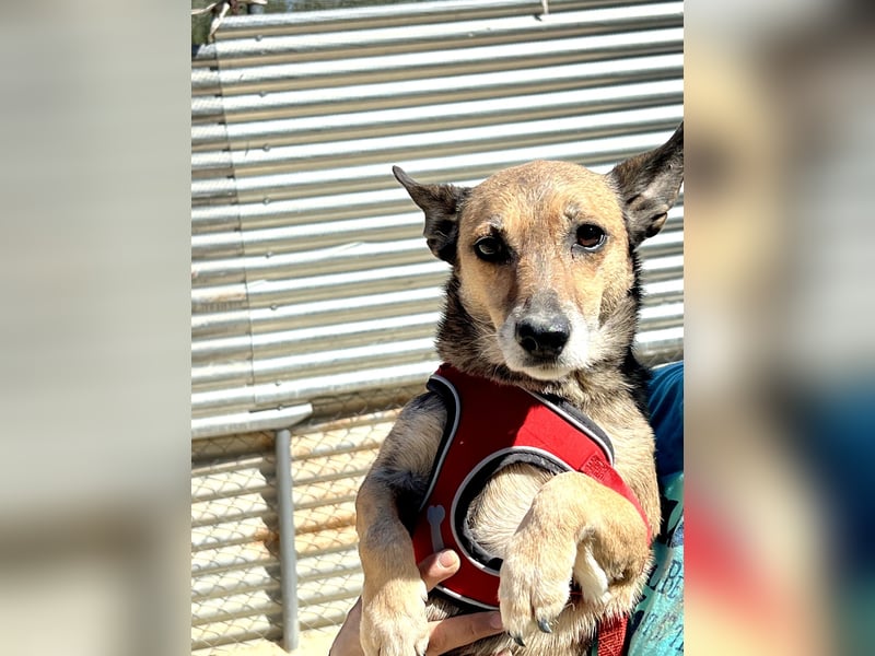 Leon, wartet seit 6 Jahren auf ein Zuhause Leon, wartet seit 6 Jahren auf ein Zuhause